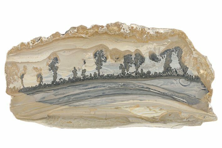 Triassic Aged Stromatolite Fossil - England #279484